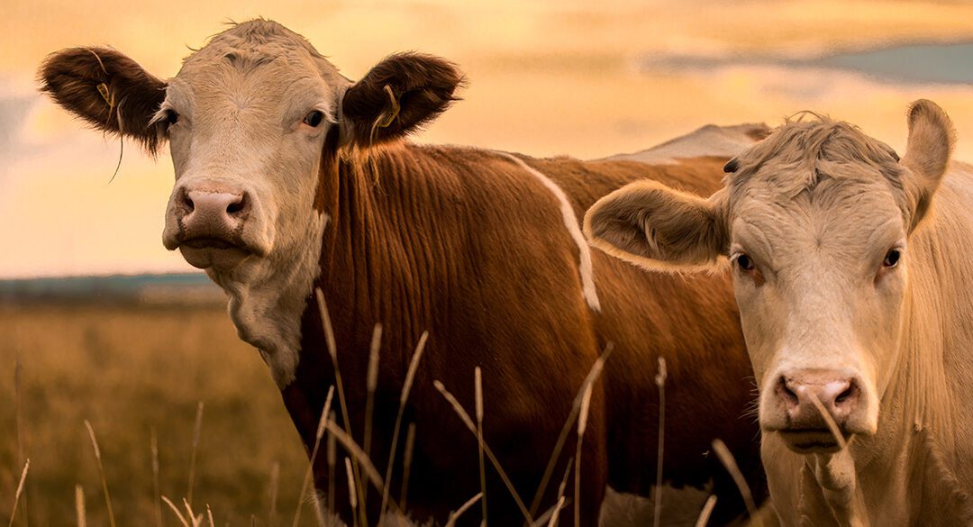 How ESG is Shifting Priorities in the Beef Production Market