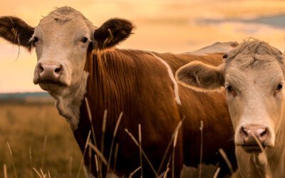 How ESG is Shifting Priorities in the Beef Production Market