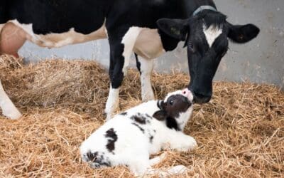 Empowering Dairy Farmers: The Story Behind Maternity Warden
