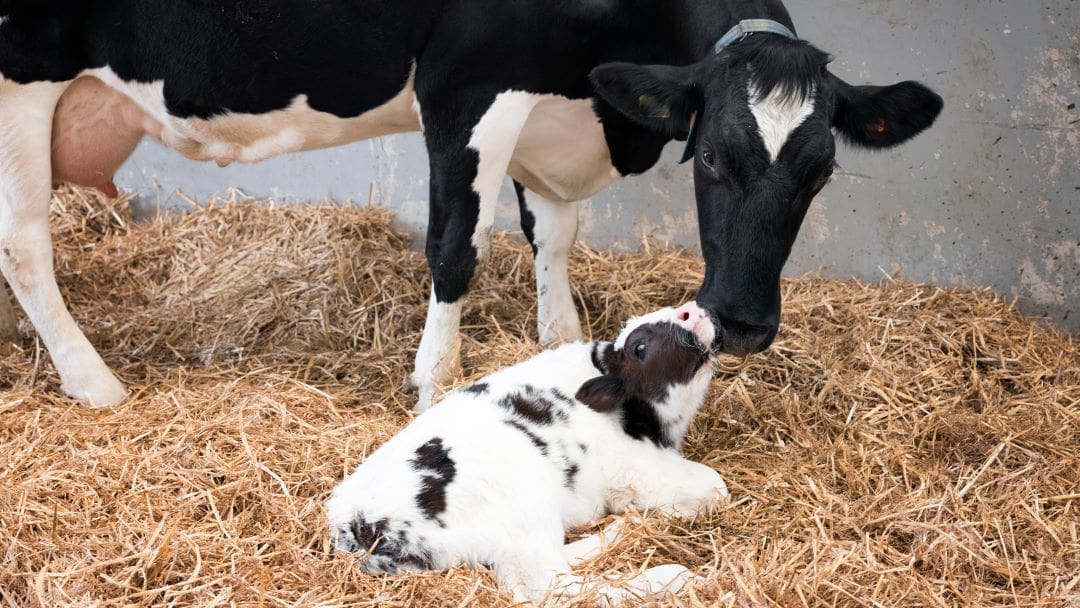 Introducing Maternity Warden: Constant Care for Calving Cows